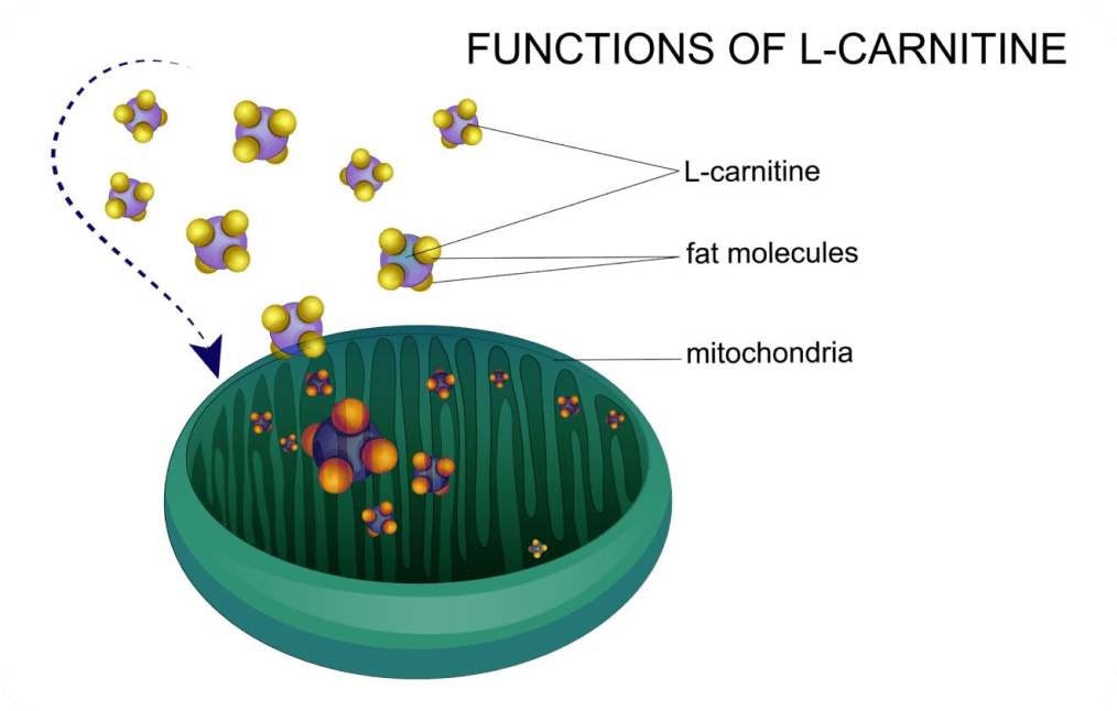 functions of l-carnitine image